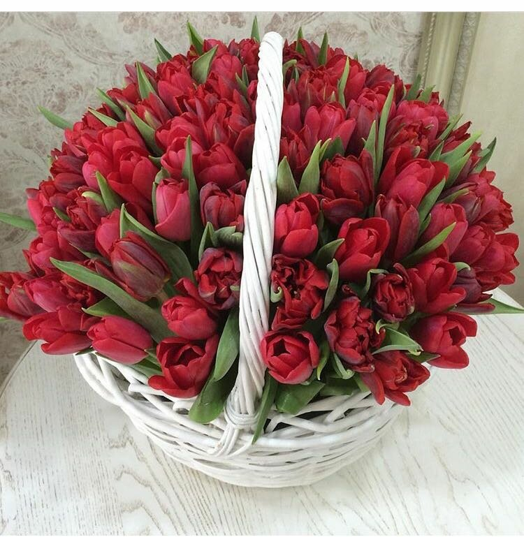 75 Красных тюльпанов