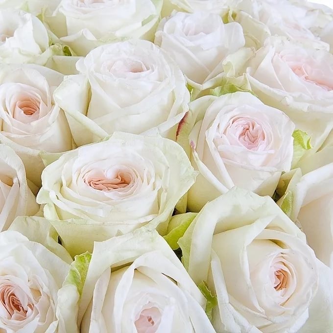 25 пионовидных роз Вайт Охара