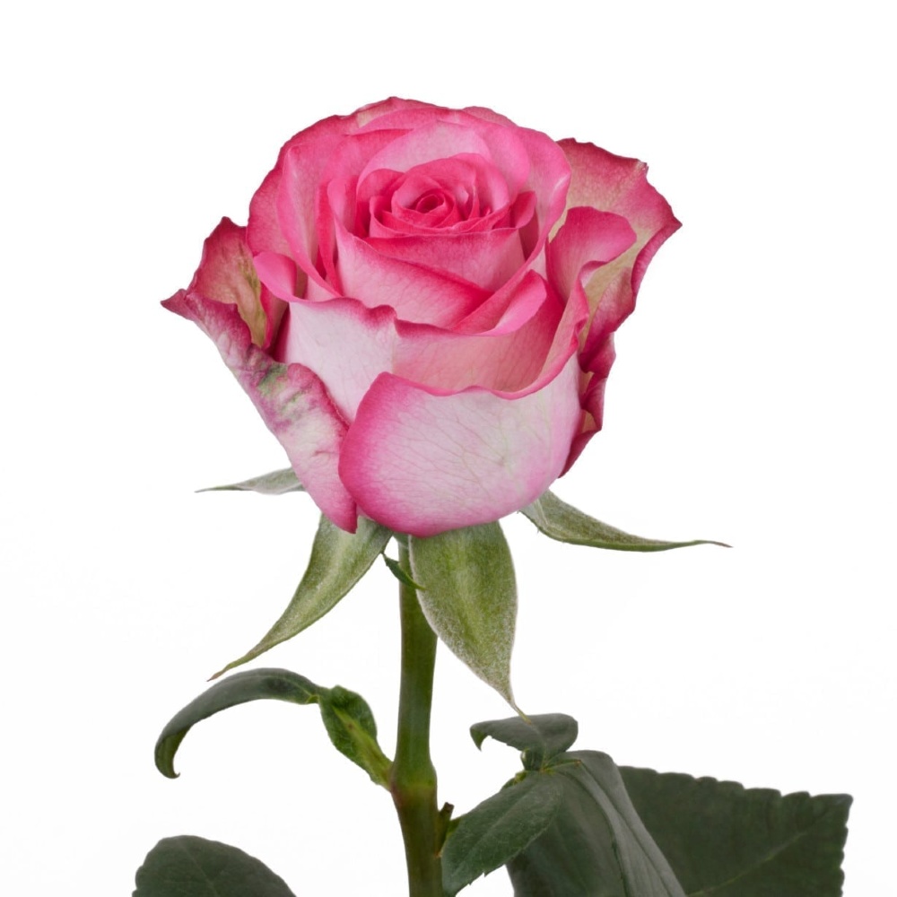Роза чайно-гибридная Карусель