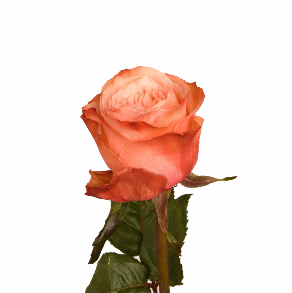 Роза пионовидная Кахала